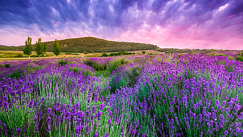 Lavender field sky, Provence France, European beauty, Majestic scenery HD wallpaper