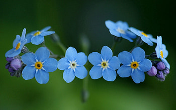 Flowers, Macro, Small HD wallpaper