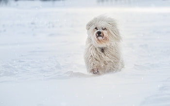 Havanese Running In Sbow, havanese, dog, animals, snow, running, winter HD wallpaper