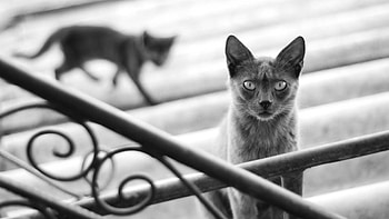 Animals, Silhouette, Cat, Kitty, Kitten, Blur, Smooth, Shadow, Grey, Steps, Handrail, Railings, Black And White HD wallpaper