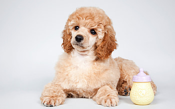 Baby pudel, dog, puppy, nipple, baby, cute, funny, pudel HD wallpaper