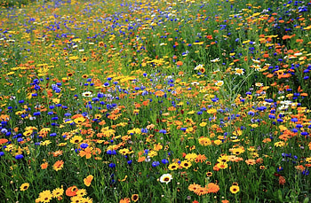 Nature, Flowers, Summer, Camomile, Blue Cornflowers, Polyana, Glade HD wallpaper