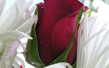 Rose, nature, flower HD wallpaper