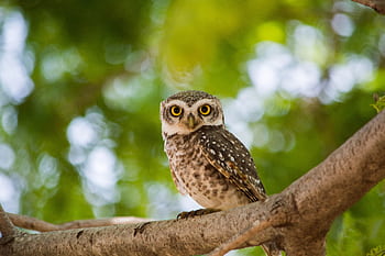 Captivating close-up of a spotted owlet perched on a tree branch in a lush green setting. HD wallpaper