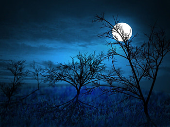 MIDNIGHT MOON, moon, midnight, clouds, trees, sky HD wallpaper