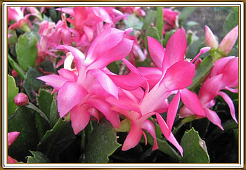 PRETTY SUCCULENT, FLOWER, PRETTY, NATURE HD wallpaper