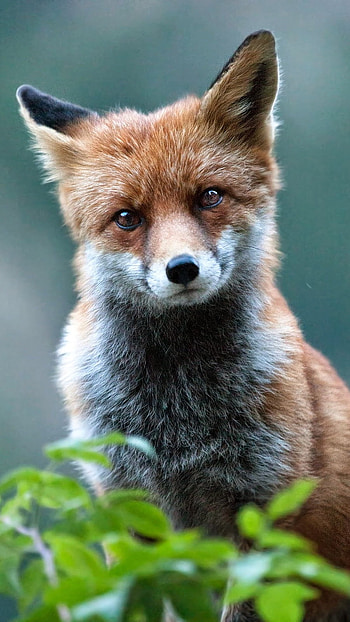 Fox, Adorable HD phone wallpaper
