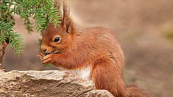 Animals, Squirrel, Bright Red Color, Needles Branch, Branch Of Needles HD wallpaper