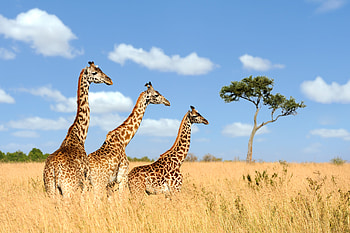 Giraffes in Masai Mara National Park, Animal, giraffe HD wallpaper