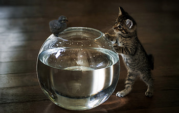 Let's take a bath!, kitten, animal, bird, cute, cat, pisica, summer, funny, water, aquarium HD wallpaper