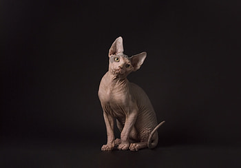 Sphynx Cat, , Mesmerizing gaze, Captivating beauty HD wallpaper