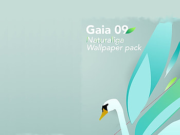 Galia, duck, lovely, colour, green HD wallpaper