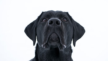 Dog, Labrador Retriever, black, muzzle HD wallpaper