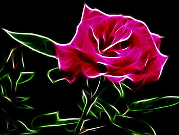 Rose, abstract HD wallpaper