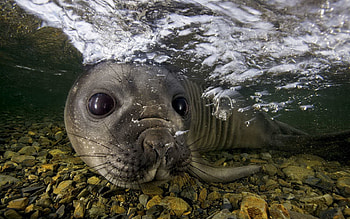 Animals, Stones, Muzzle, To Swim, Swim, Under Water, Underwater, Fur Seal HD wallpaper
