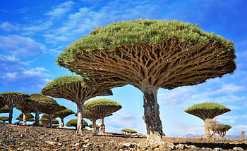 Amazing trees, trees, nature, amazing, strange HD wallpaper