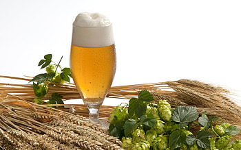 Food, Drinks, Beer HD wallpaper