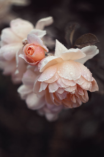 Light-pink flowers, roses, drops HD phone wallpaper