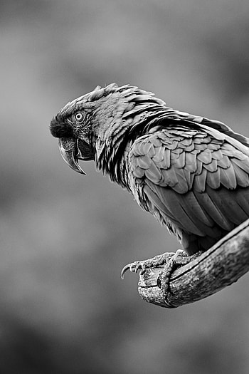 Animals, Parrots, Bird, Grey, Bw, Chb HD phone wallpaper