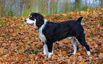 Animals, Autumn, Leaves, Dog HD wallpaper