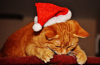 Animals, New Year, Santa Claus, Cat, Cap HD wallpaper