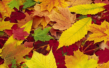 Nature, Autumn, Leaves, Colors, Color, Assorted, Palette HD wallpaper