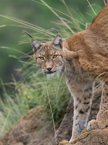 Lynx, Stunning graphy, Arthur Brunner's capture, Wild cat in motion HD phone wallpaper
