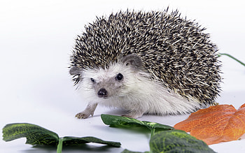 Cute hedgehog , mobile tablet, Sonic HD wallpaper