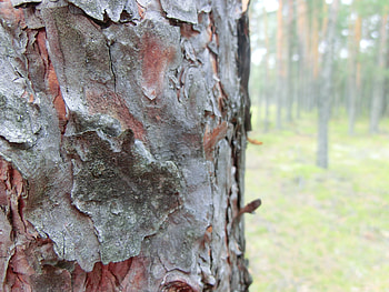 Tree trunk, blur, forest, trunk, tree HD wallpaper