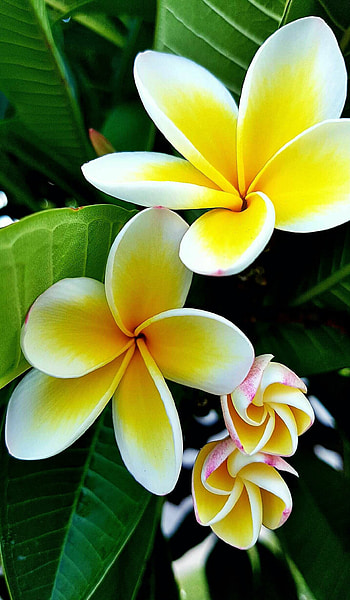 Plumeria flowers, Amazing beauty, Virtual flowers, Exquisite joy HD phone wallpaper