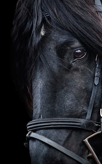 Black Horse Portrait, black, Animal, horse HD phone wallpaper
