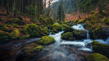 Stream in the Black Forest, Germany, river, trees, landscape, rocks, stones HD wallpaper
