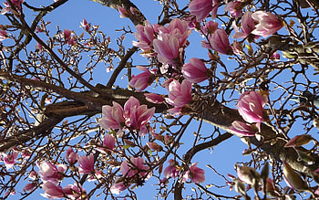 Magnolia, blossoms, flowering, spring, tree HD wallpaper