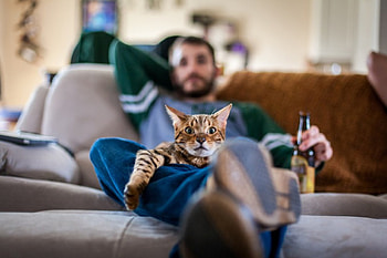 Men's stuff, sofa, man, beer, cat, TV, bottle, funny, watching, look HD wallpaper