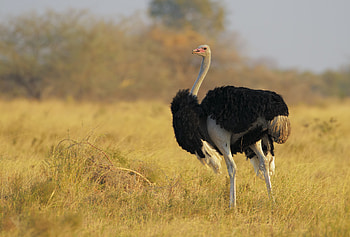 Various ostrich , Impressive designs, Artistic backgrounds, selection HD wallpaper