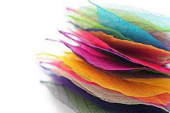 Colors, colorful, graphy, leafs, macro HD wallpaper