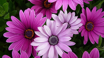 Plants, Flowers, Violet HD wallpaper