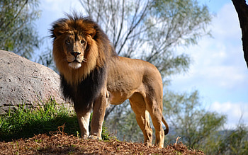 Animals, Lion, Predator, Big Cat HD wallpaper