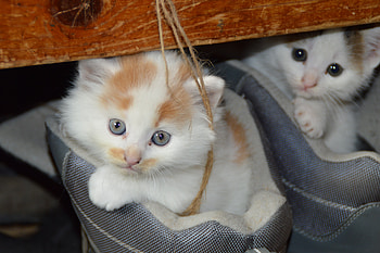 Animals, Cats, Couple, Pair, Hide, Kittens, Footwear HD wallpaper