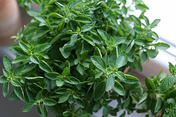 Health benefits, Oregano oil, Amazingy magazine, Natural remedy HD wallpaper