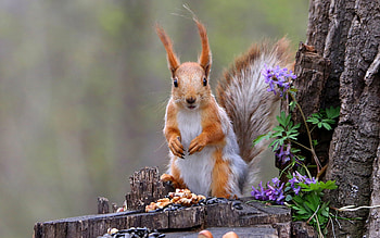 Squirrel, animal, rodent, tree HD wallpaper