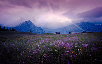 Purple.....Purple..., purple, nature, flowers, amazing HD wallpaper