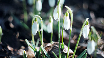 Leaves, Snowdrops, Plant, Macro, Bloom, Flowering HD wallpaper