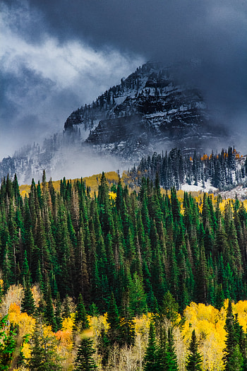 Nature, Trees, Mountain, Forest, Fog HD phone wallpaper