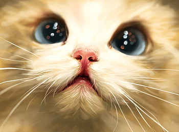 Cute Kitten Face, kitten, closeup, sparkling, eyes, face, cute HD wallpaper