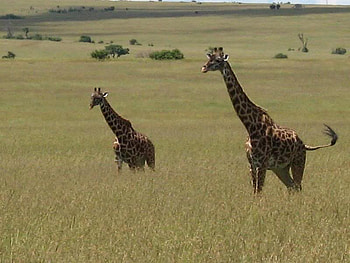 Masai Mara Game Reserve, Kenya, two, giraffes, weeds, field HD wallpaper