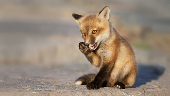 Charming Fox Cub, Animal, fox HD wallpaper