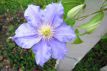 Delicate flower, purple, delicate, lovely, flower HD wallpaper