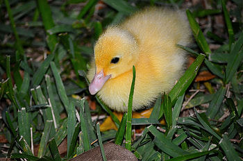 Animals, Grass, Bird, To Lie Down, Lie, Duckling HD wallpaper