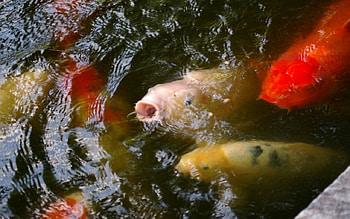 Koi Fish 5, animal, graphy, USA, wide screen, wildlife, goldfish, Bok Tower, coi, Florida, fish HD wallpaper
